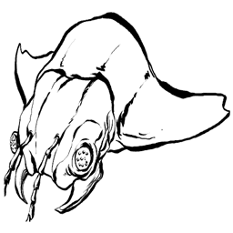 Artropluera