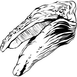 Astrocetus