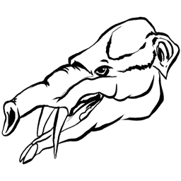 Phiomia